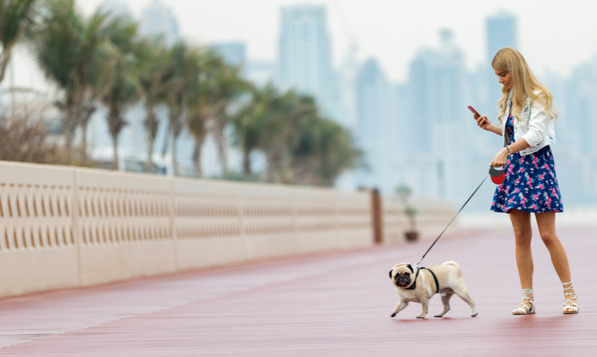 Dog Walking App Development Dubai