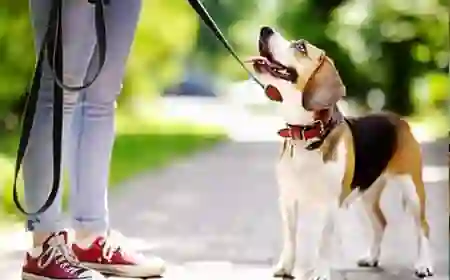 Dog Walking App Development